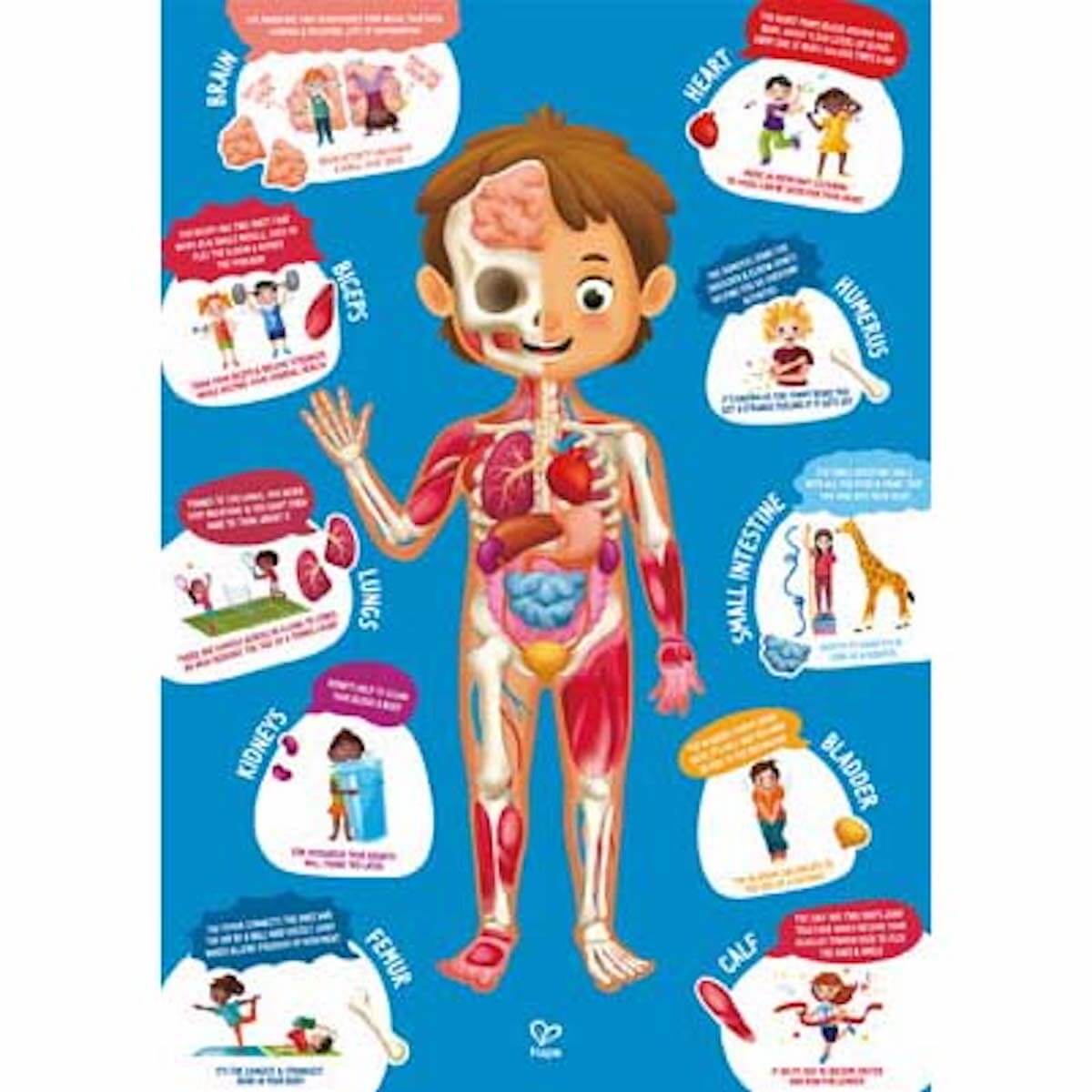 Puzzle 60pcs HUMAN BODY Hape