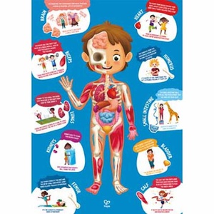 Puzzle 60pcs HUMAN BODY Hape
