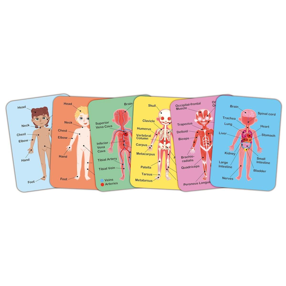 Puzzle aimanté assemble le corps humain Hape