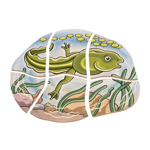 Puzzle multiniveaux Grenouille Beleduc